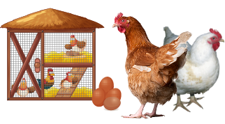Best Poultry Farm Zambia | The Hybrid Poultry Farm Way