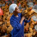Hybrid poultry farm staff in the coop while she holds a layer