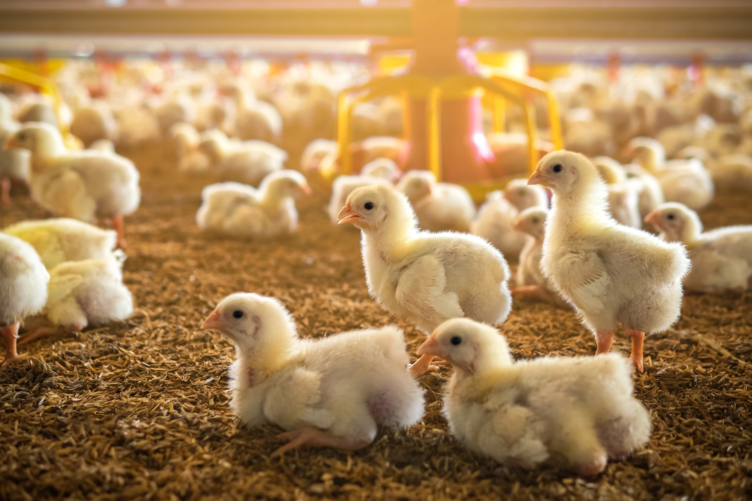 Day-old Chicks Vaccination Programme | Hybrid Poultry Farm